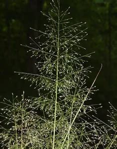 芙蓉 風水|如何按照風水來擺設紅花玉芙蓉？（特徵、方位、共同擺設的植物）